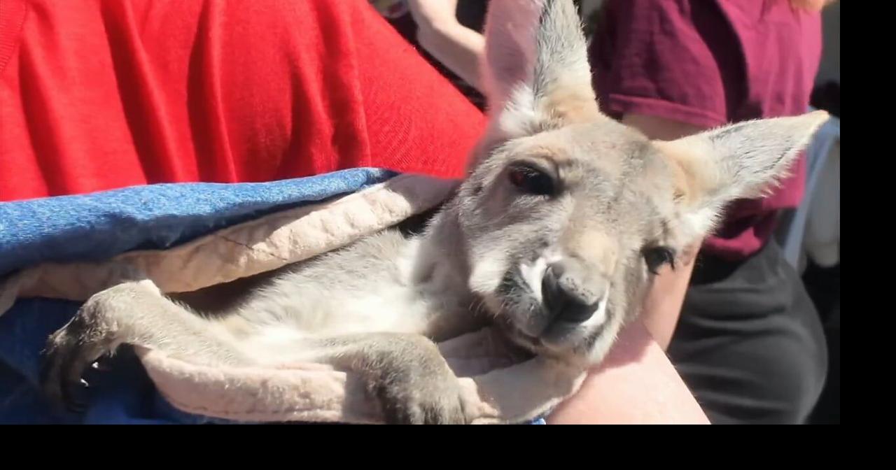 Cuddly baby kangaroos help Alvernia students relax and unwind during ...