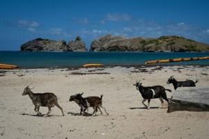 Goat vs gecko: A tiny Caribbean island faces wildlife showdown