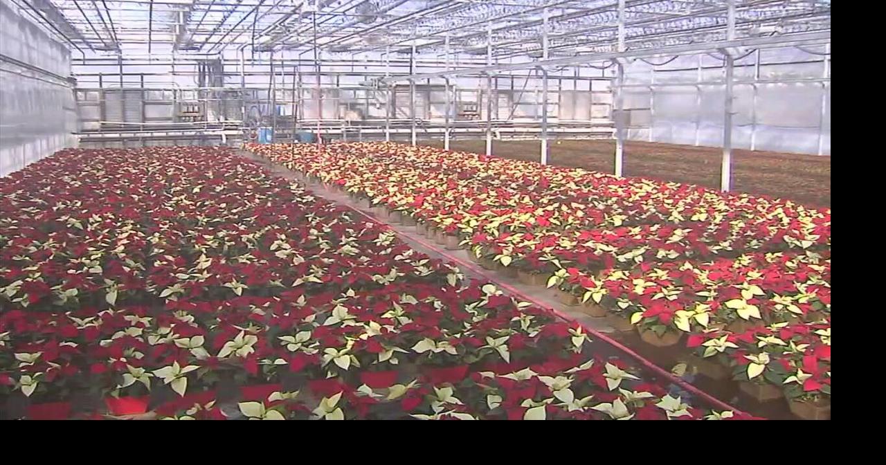 Greenhouse in Lehigh Valley grows nearly 1 million poinsettias Lehigh