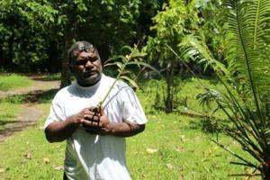 Sacred leaf offers hope for Vanuatu's threatened forests