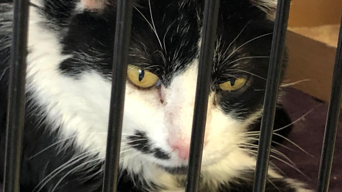 Berks Arl In Need Of People To Adopt Foster Pets Coronavirus