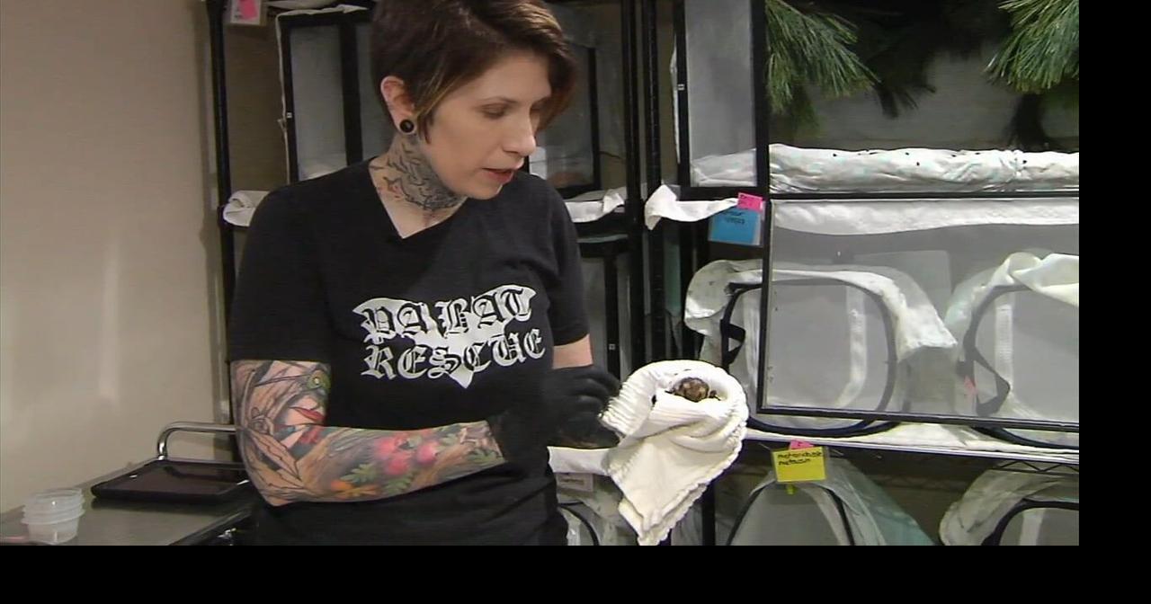Bat rescue, rehab facility looks for support to complete expansion ...