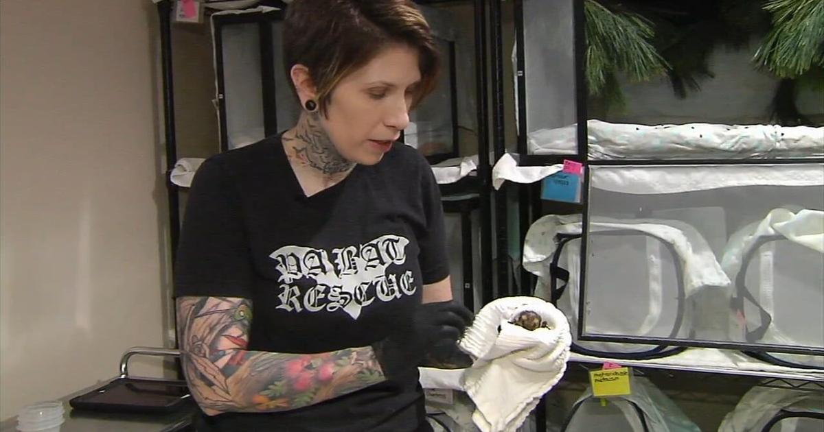 Bat rescue, rehab facility looks for support to complete expansion ...