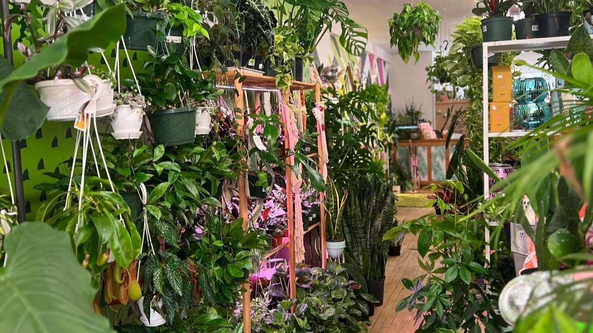Beyond grateful': Popular Lehigh Valley plant shop to close as