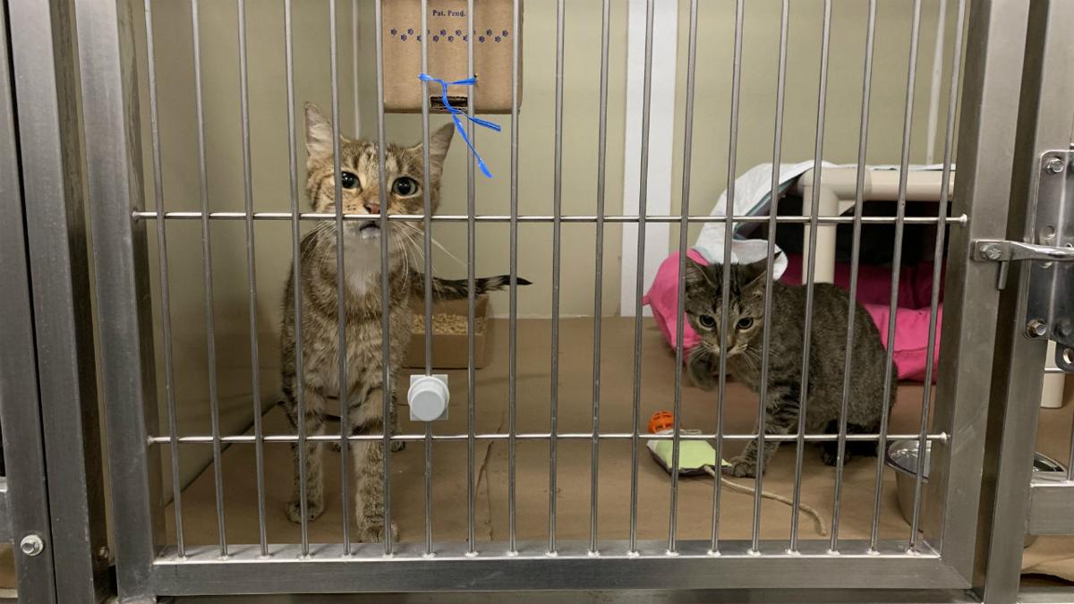 80 Cats From Hurricane Ravaged Bahamas Arrive At Nj Shelter Good