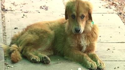 Group Travels Hundreds Of Miles To Rescue Golden Retrievers Pennsylvania News Wfmz Com