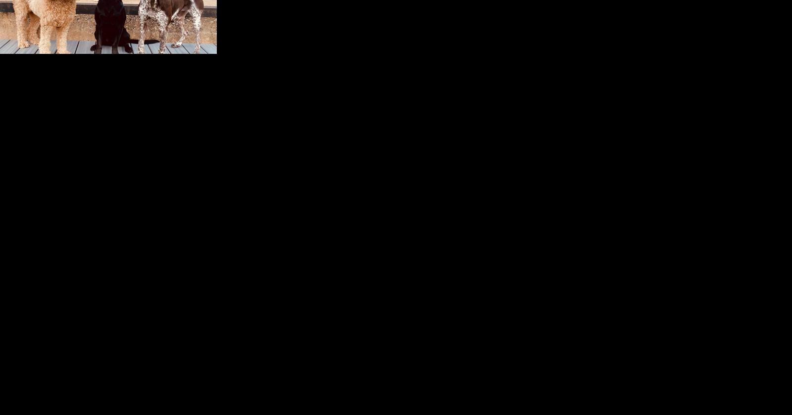 Pamper your pooches at new Berks County dog daycare, resort and spa - Vimarsana News