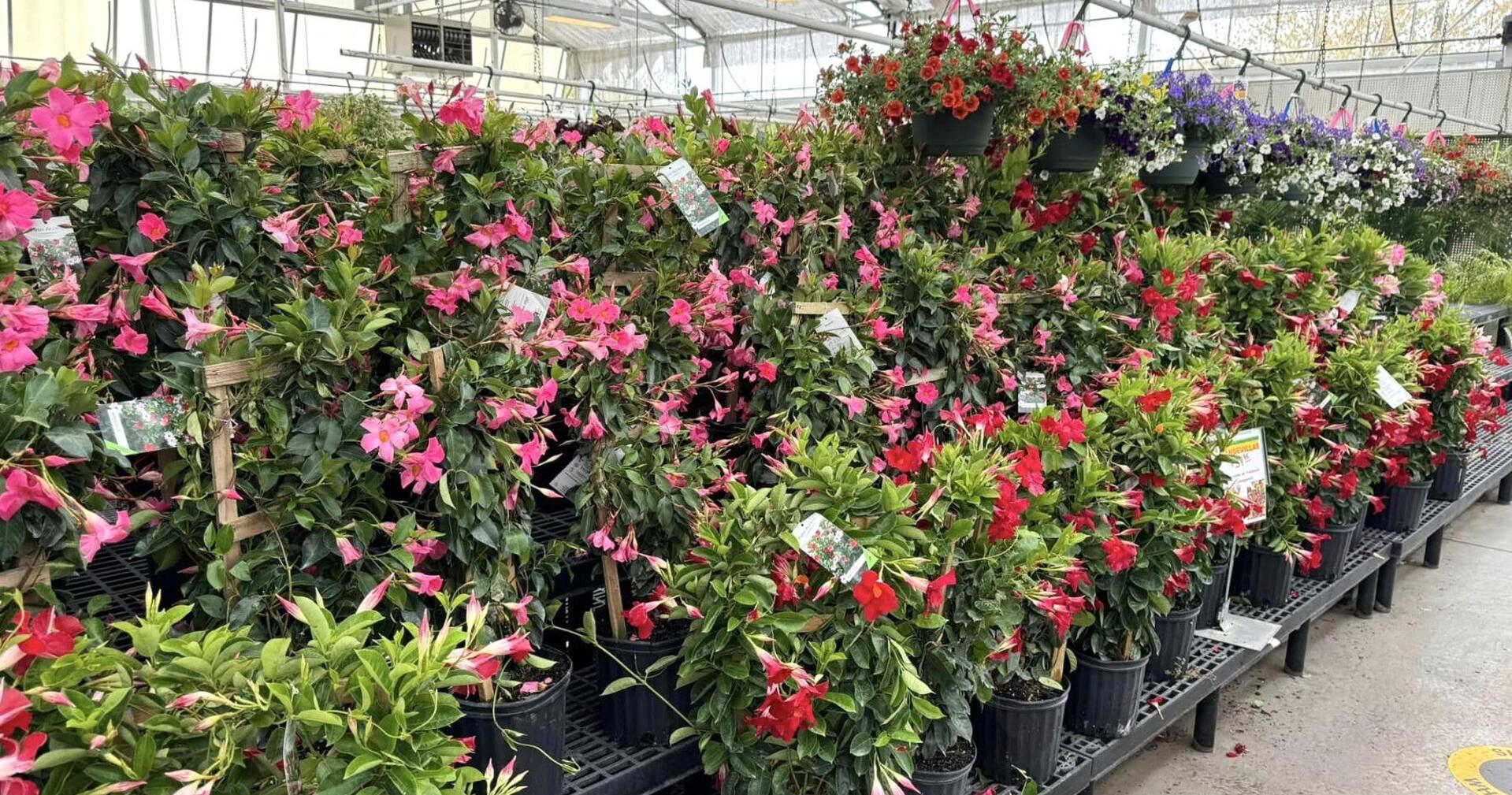 'We feel the love': 110-year-old plant business to continue operating at former Dan Schantz site | Eat, Sip, Shop - Vimarsana News