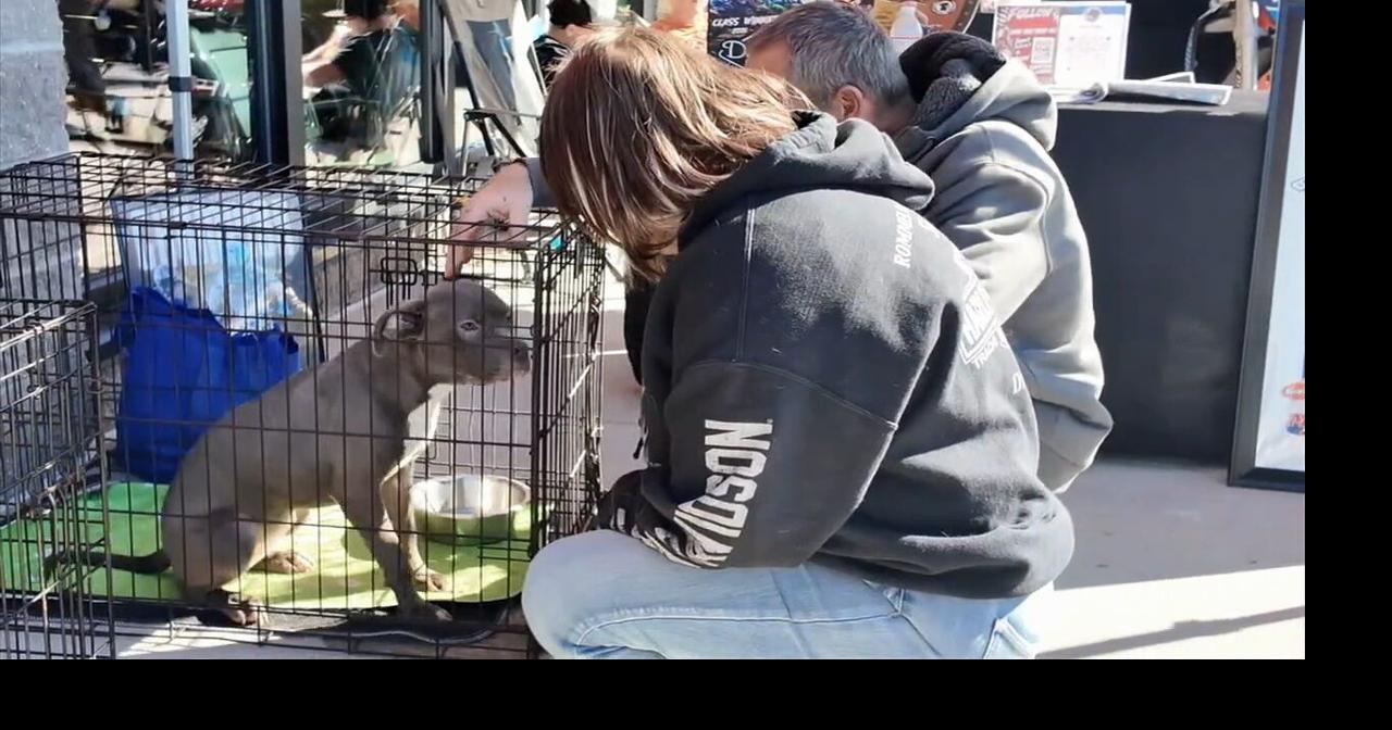 Keystone Harley-Davidson holds pet adoption event to help fur babies find their forever homes