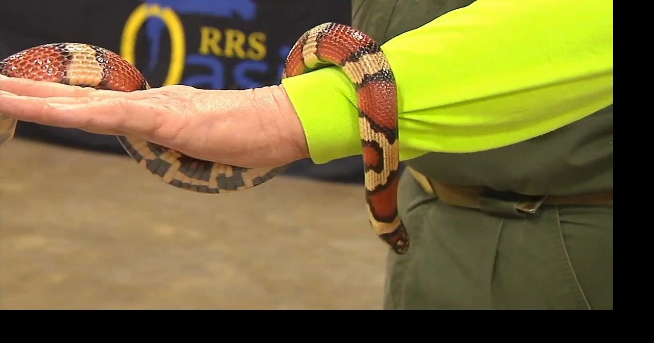 Popular event focused on pets set to draw families in from cold in Allentown