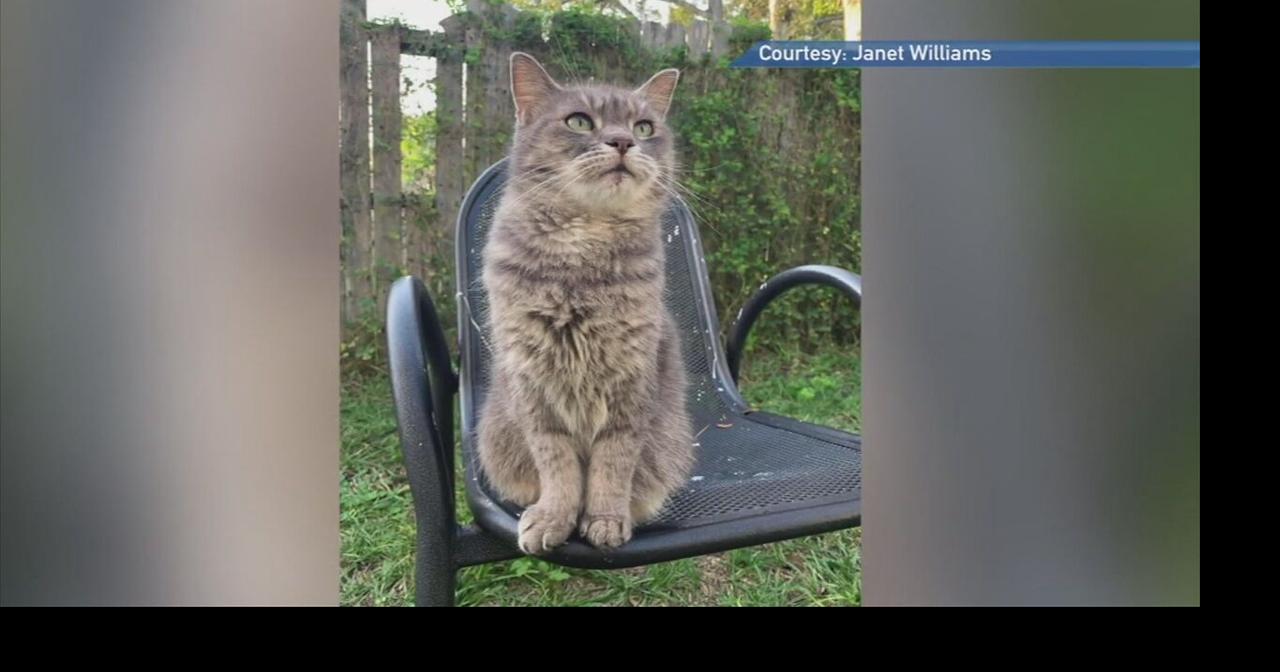 Missing Maine cat found 1,500 miles away in Florida 7 years later ...
