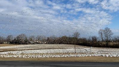 snow geese