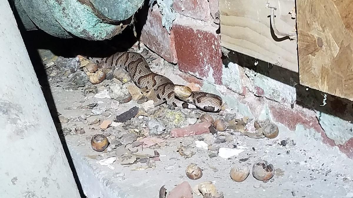Venomous Snake Bites Woman In Basement Of Mt Penn Home Berks