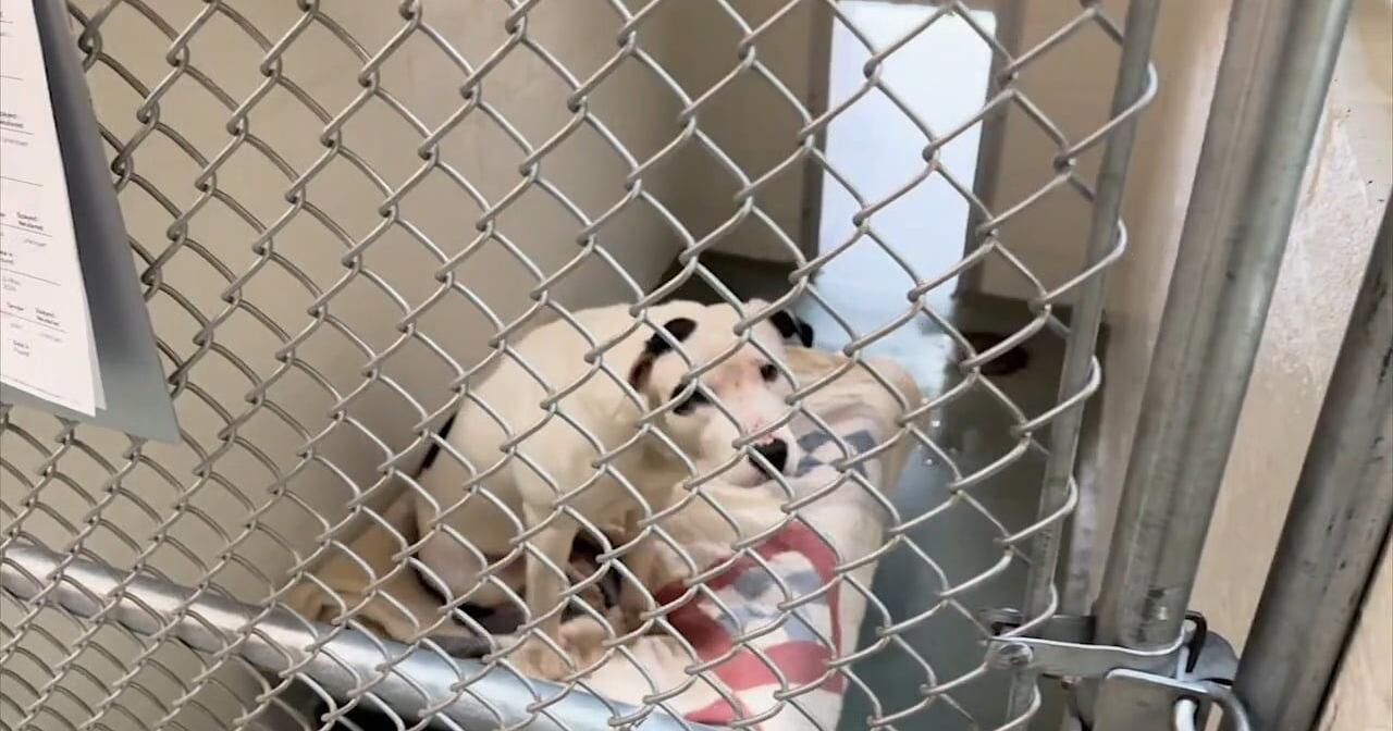 Investigation into animal hoarding and cruelty case continues - Vimarsana News