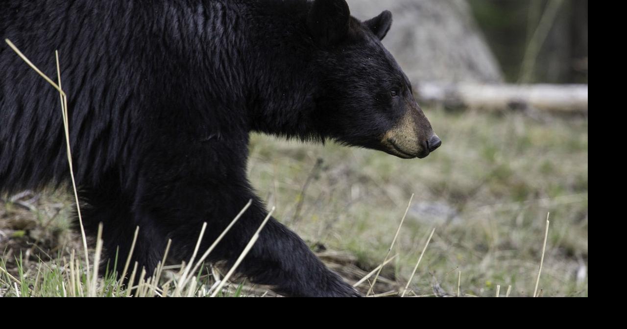 Black bear den cam streaming live from Monroe County | Poconos and Coal Region | wfmz.com->その他の画像