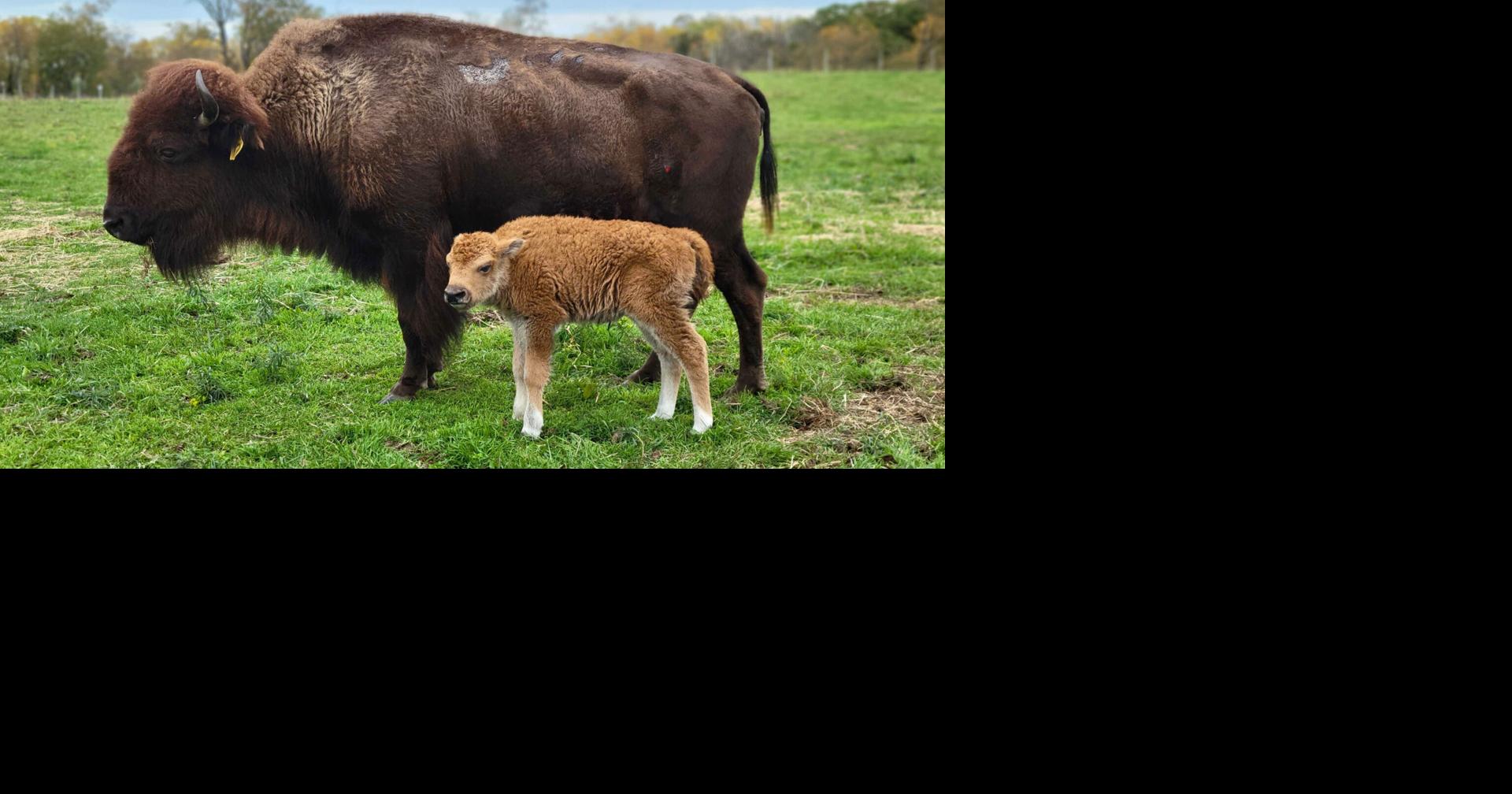 Lehigh Valley Zoo baby bison Lehigh Valley Regional News