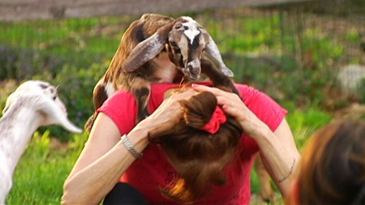 Yoga Goes To The Goats Activity Popular At Area Farm Berks