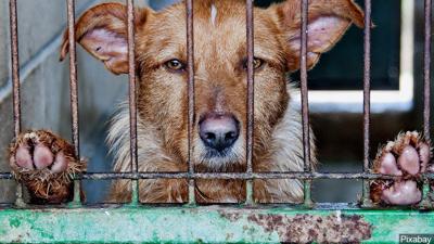 Animal Rescue League Enacts Code Red For Pets In Reading Berks Regional News Wfmz Com