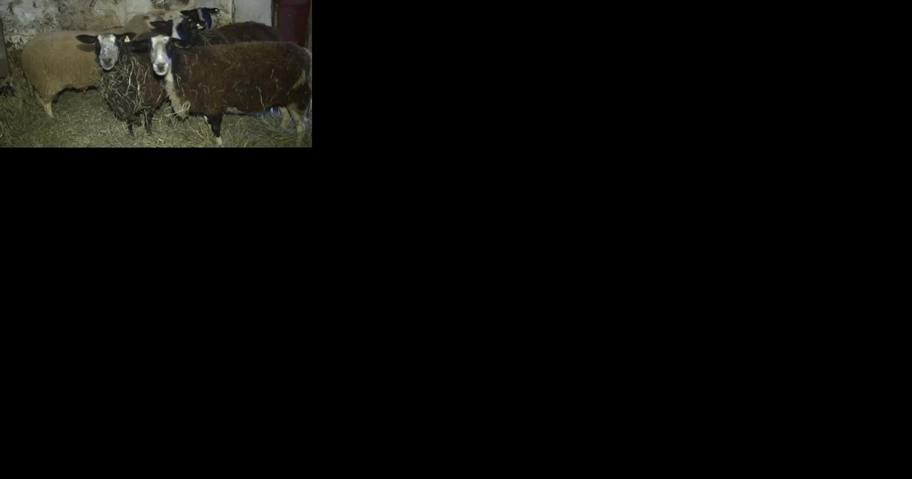 Have an old Christmas tree? Some farm animals in Lehigh County would like the special snack - Vimarsana News