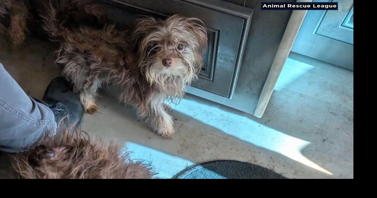 44 dogs rescued from vehicle in Berks; ARL asks for support | Reading ...