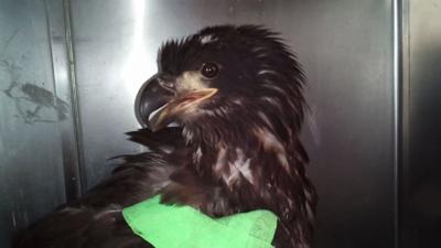 Bald Eagle Making Recovery Strides After Accident In Hamburg