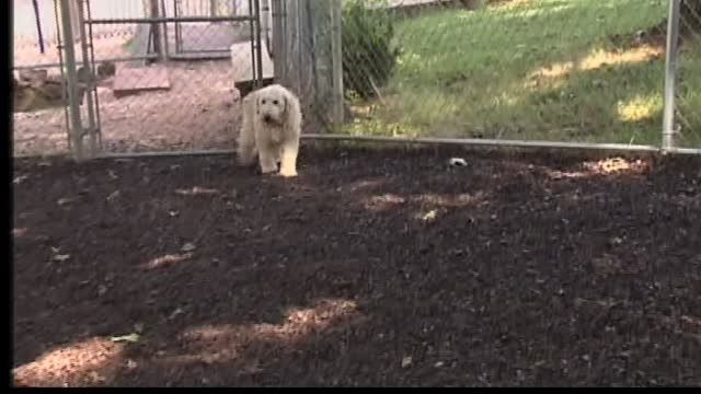 delaware golden rescue