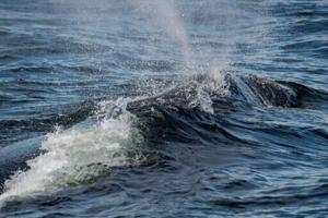 Trump reinstates commercial fishing in protected Atlantic waters