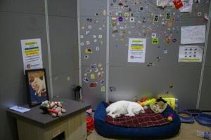 Living like sultans: Istanbul's pampered street cats