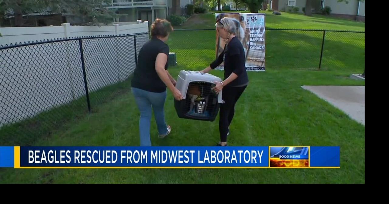Beagles rescued from laboratory will now live happy, normal lives ...