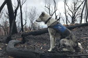 'Hero' Australian dog who saved 100 koalas retires