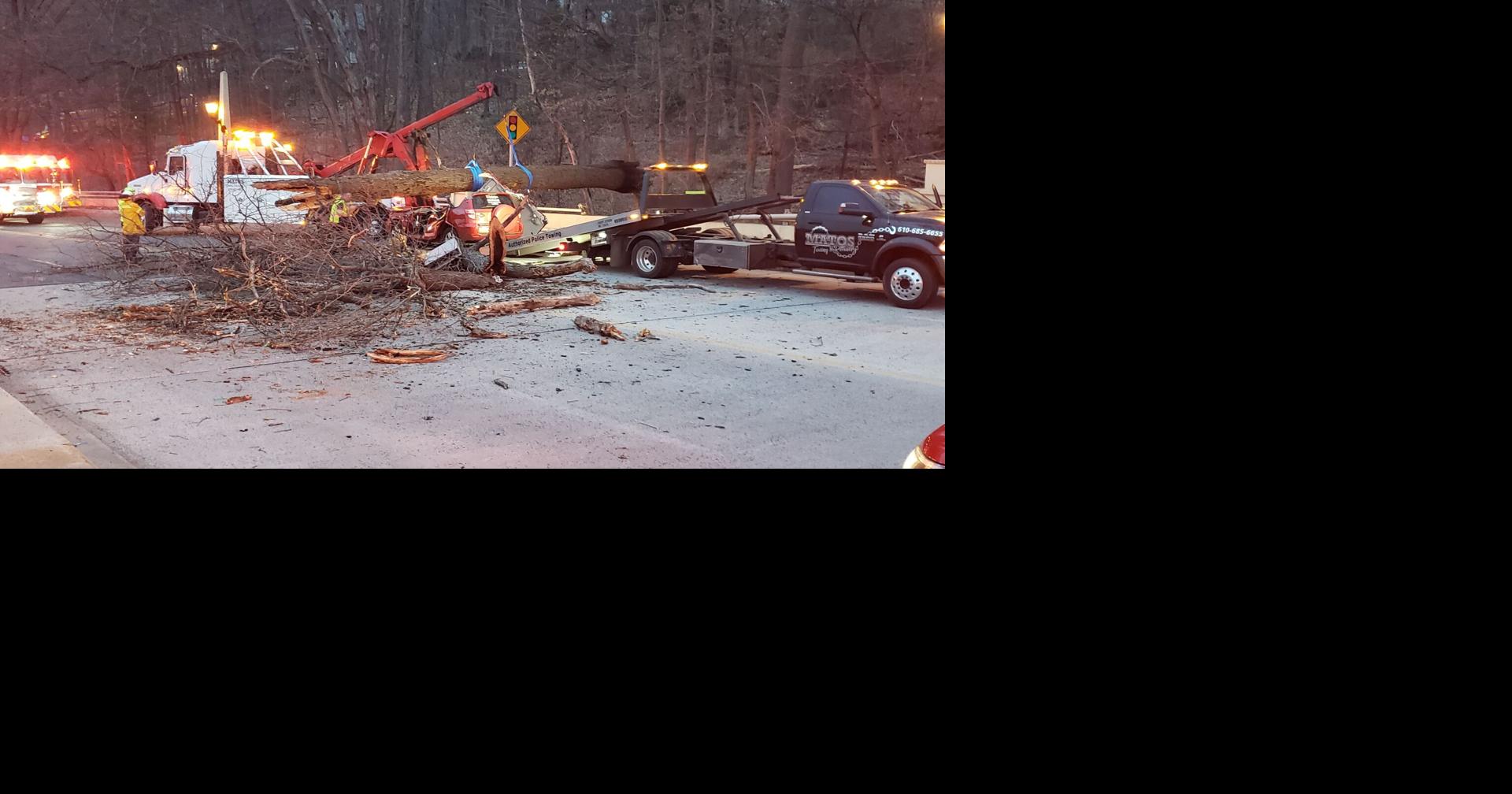 Man dies after falling tree crushes car in east Reading | Berks ...