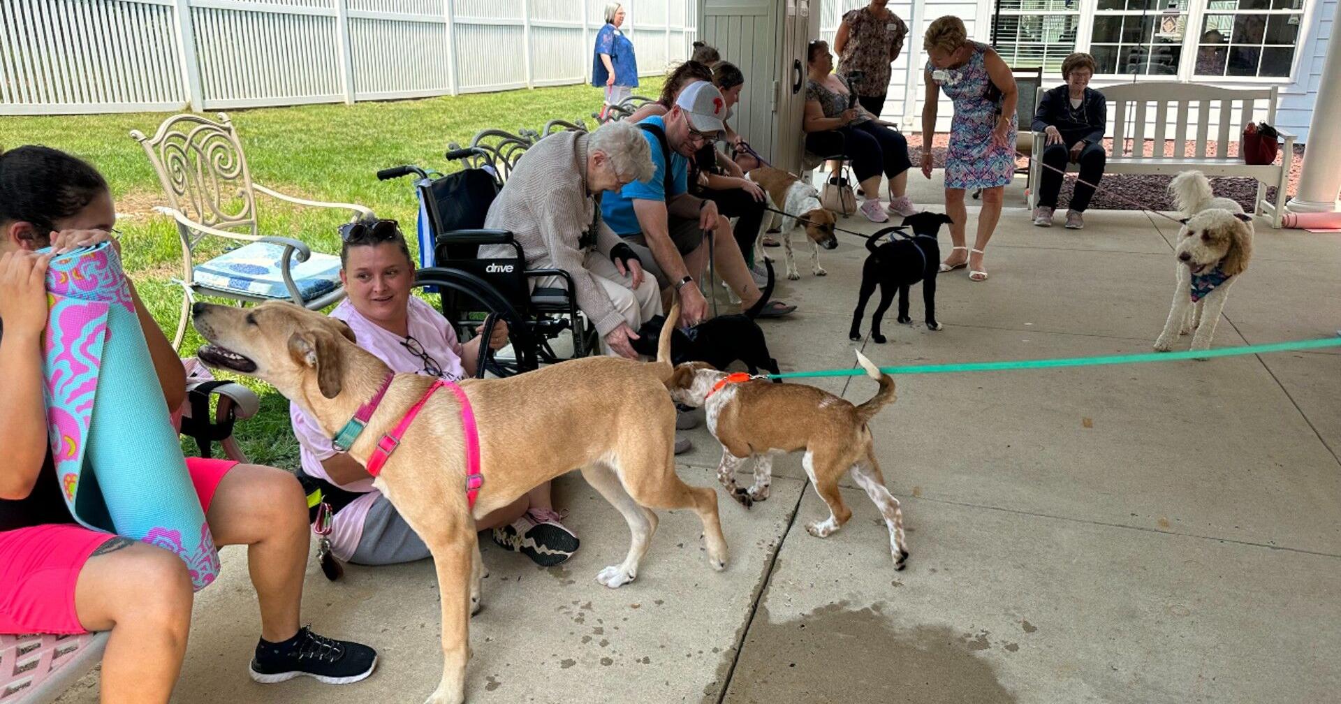 Puppy yoga brings smiles to Wyomissing senior-living community - Vimarsana News
