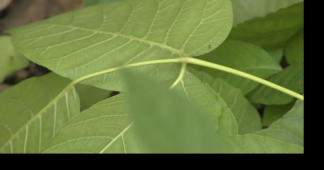 Beware of 'leaves of three': Experts warn poison ivy can absorb into skin in just 2 minutes