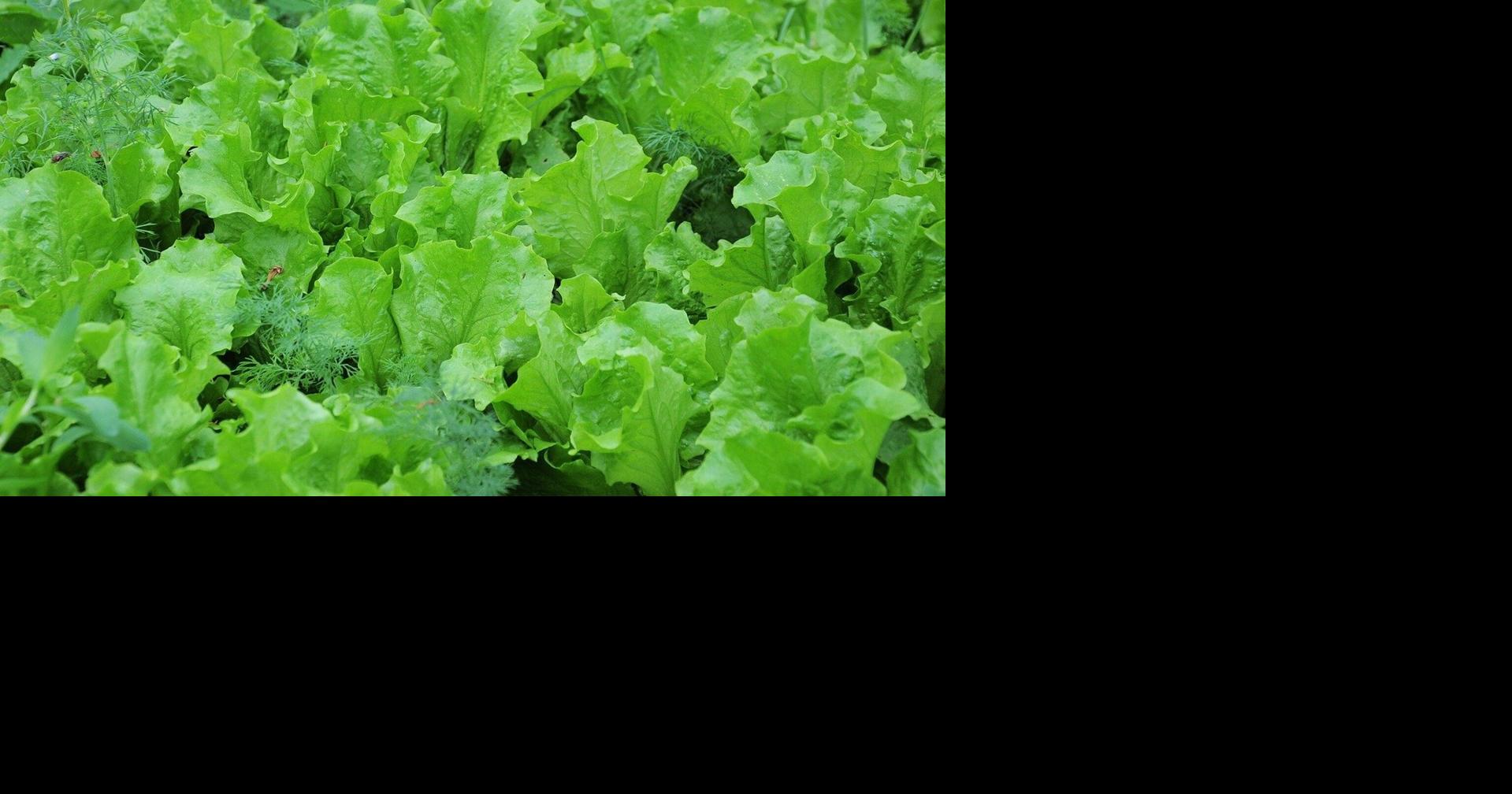 Aquaponics building gets OK from Reading planners