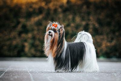 American Kennel Club Welcomes Biewer Terrier To The Pack News Wfmz Com