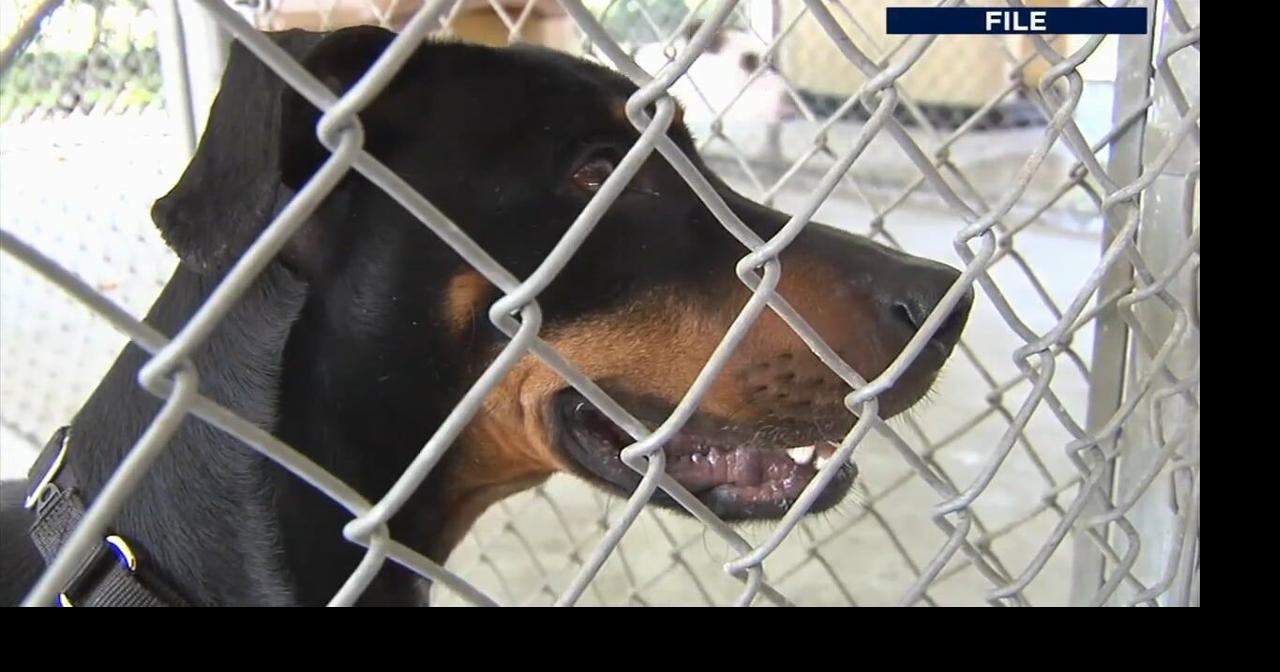 New Pennsylvania dog law: What you need to know | Berks Regional News