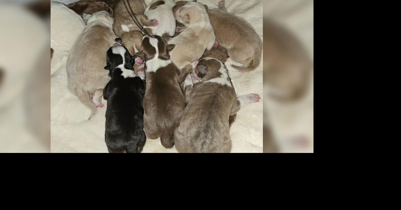 Local rescue caring for puppies found in shopping cart at Target in ...