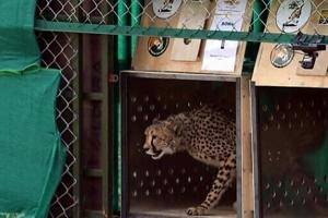 India celebrates birth of cheetah cubs to boost reintroduction bid