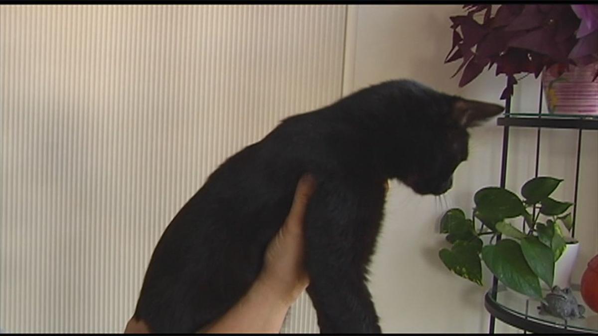 This Week S Furry Friends Come From Caring Hearts Community