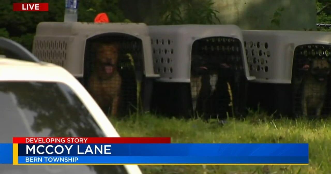 Dozens of dogs and cats, some deceased, removed from Bern Twp. home - Vimarsana News