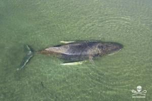 'Free Timmy!': Beached whale grips and divides Germany