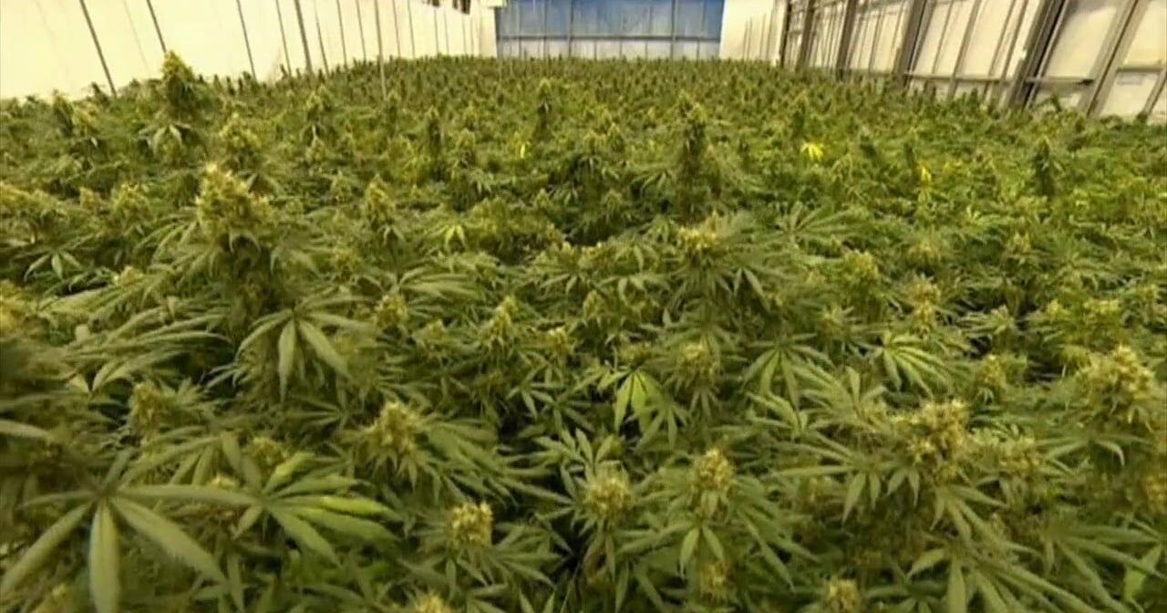 Debate over legal marijuana: Supporters tout report saying Pa. could bring in millions of dollars in tax revenues; opponents worry about crime, impaired driving - Vimarsana News