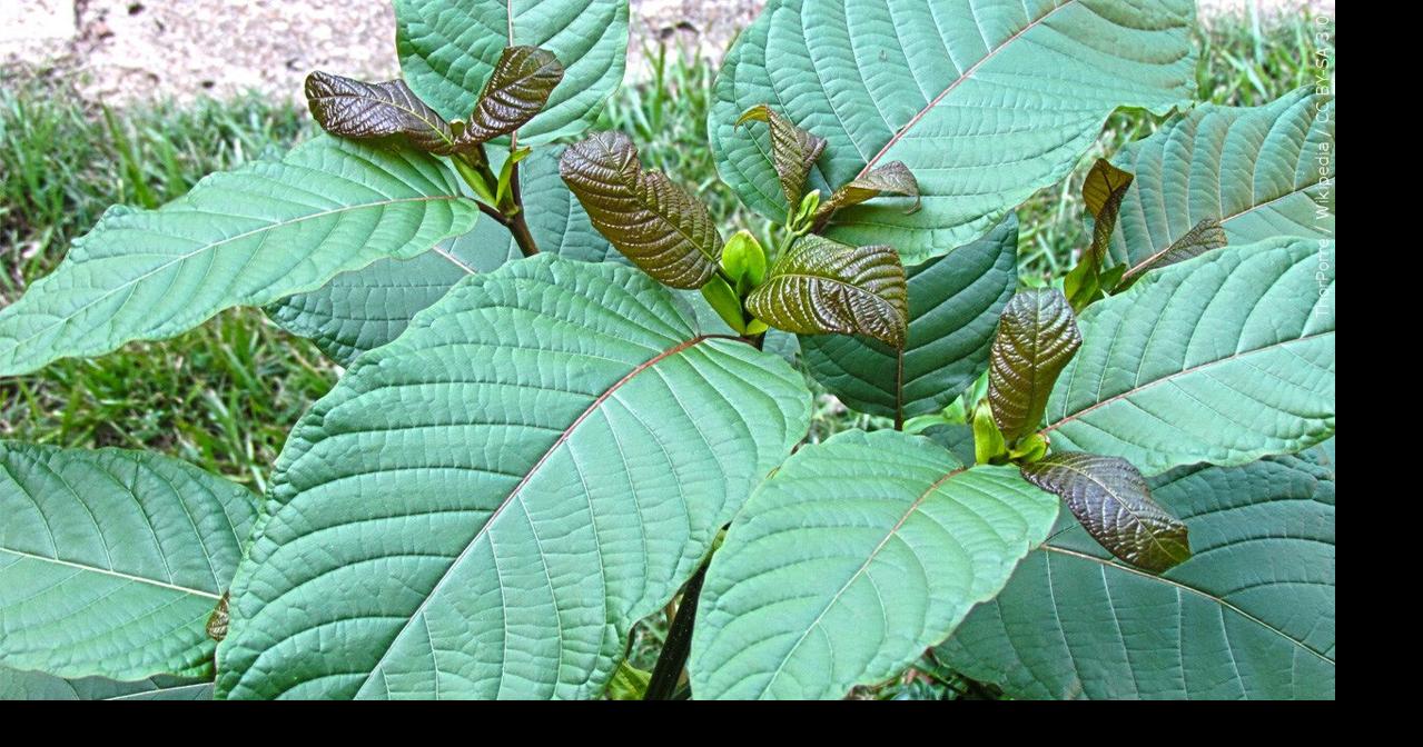 Certain synthetic kratom compounds become illegal in NJ under federal order