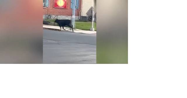 Kutztown's 'aggressive cow' goes viral - Vimarsana News