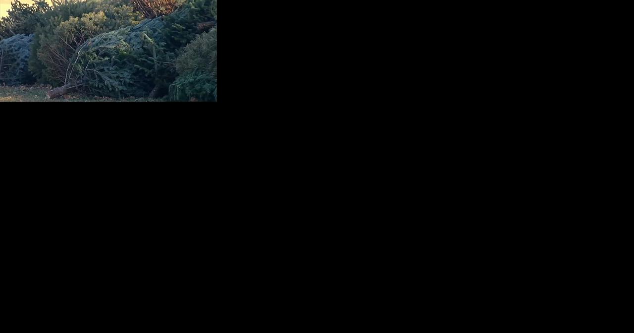 Blue Marsh Lake accepting Christmas trees - Vimarsana News