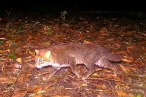 Elusive wild cat feared extinct rediscovered in Thailand