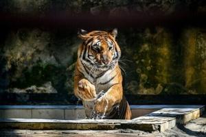 Bangladesh's tigers stalk uncertain future in Sundarbans