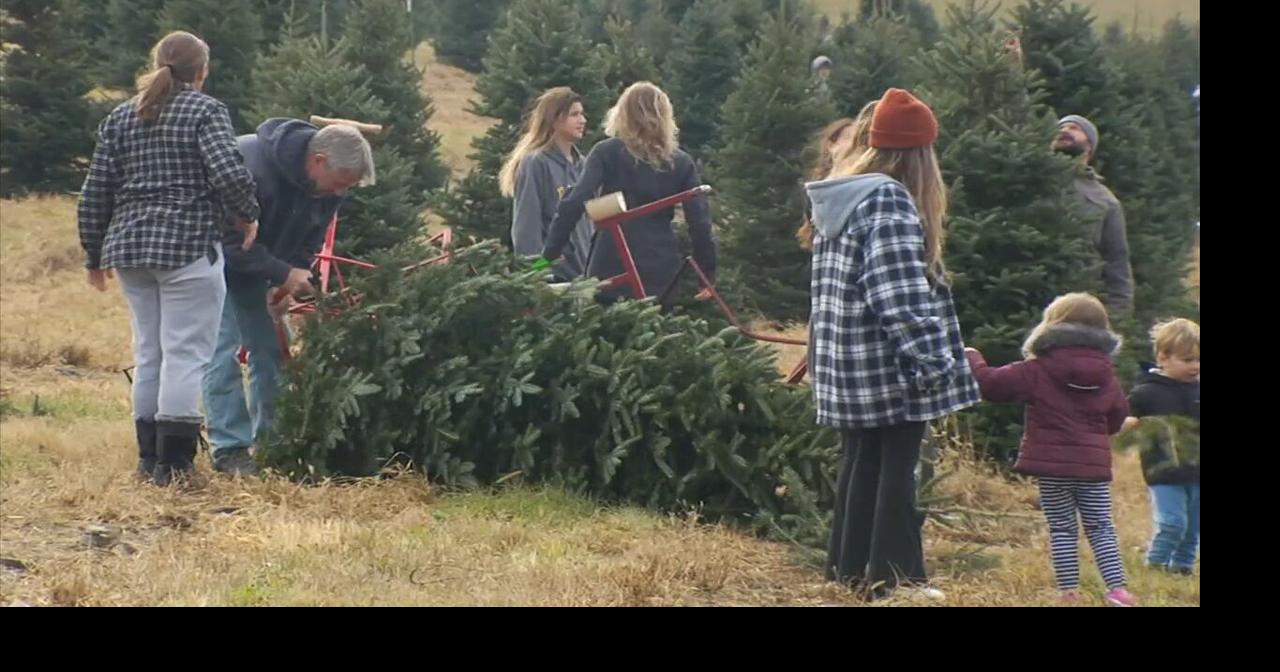 Christmas tree farms in Berks busy, despite weather Berks Regional
