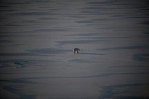 Arctic sea ice at lowest level ever this winter