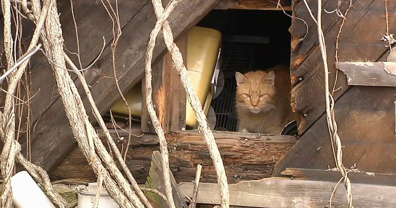 Demolition on abandoned Lehighton property could begin this week; animals taken off site after concerns about cats in building - Vimarsana News
